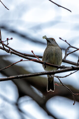 Adult Blackcap (Sylvia atricapilla) Spotted in National Botanic Gardens, Dublin