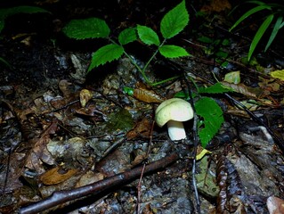 One of the dark green leaves on the background of wet fallen forest leaves and green leaves of...