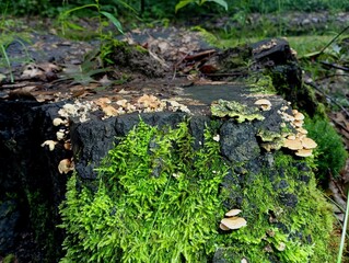 Old gray wood mushrooms grow on an old stump covered with green moss. Natural forest background in summer forest.