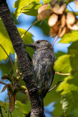 Adult Blackcap (Sylvia atricapilla) Spotted in National Botanic Gardens, Dublin