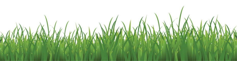 Fototapeta premium Smooth border of Realistic green grass.