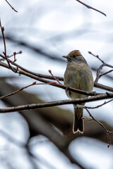 Adult Blackcap (Sylvia atricapilla) Spotted in National Botanic Gardens, Dublin