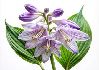 Obraz premium Delicate purple Hosta bloom with intricate details and subtle texture, isolated on a clean white background, creating a serene and elegant visual atmosphere.