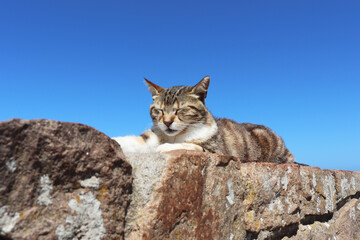 岩の上で昼寝する猫