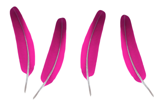 Pink decorative or writing feathers. On isolated transparent background.