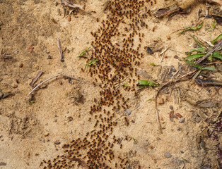 Group of ants walking on brown floor in nature tropical rainforest. Teamwork concept, Behavior of ants.