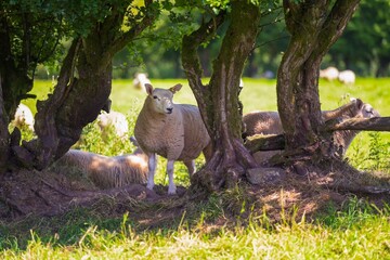 Sheep and lambs in lush green field in summer time in the Brecon Beacons, Landscape, horizontal