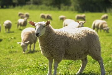 Sheep and lambs in lush green field in summer time in the Brecon Beacons, Landscape, horizontal