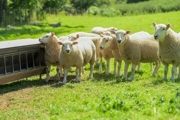 Fototapeta premium Sheep and lambs in lush green field in summer time in the Brecon Beacons, Landscape, horizontal