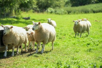 Sheep and lambs in lush green field in summer time in the Brecon Beacons, Landscape, horizontal