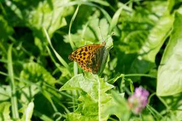 Silver-washed Fritillary (Argynnis paphia) butterfly sitting on a green leaf in Zurich, Switzerland