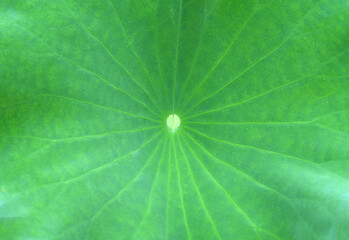 Close up on green lotus flower leaf with dew as background