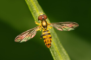 Small and colorful hoverfly resting on a blade of grass with spreaded wings