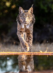 Iberian Lynx aproaching © jose