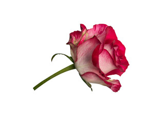 Red rose side view. Beautiful single light flower on stem isolated on white background. Natural...