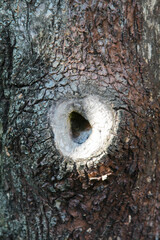 The hole in the tree