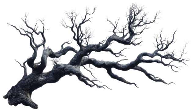 old dead spooky tree isolated on white or transparent png