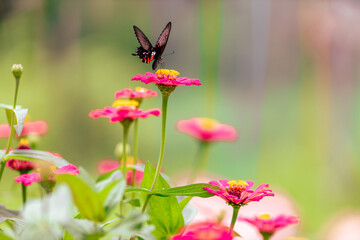 Close-up background of colorful flowers that grow in parks or forests for butterflies to pollinate and expand the species in the future.