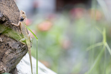 The close background of the green rice fields, the seedlings that are growing, are seen in rural areas as the main occupation of rice farmers who grow rice for sale or living.