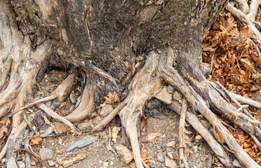 Old Tree with Exposed Roots. Leaves and Stones in Beautiful Nature. Grounded bark, concept.