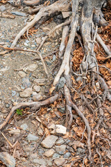 Old Tree with Exposed Roots. Leaves and Stones in Beautiful Nature. Grounded bark, concept.