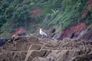 european herring gull larus argentatus perched on rocks with cliffs in the background
