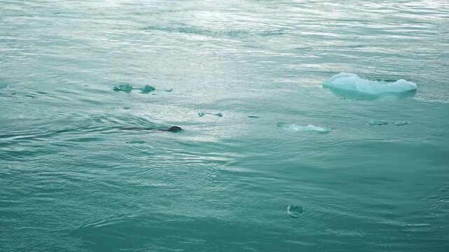 Phoque qui nage au milieu des iceberg