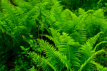 Green fern plants in the forest on spring