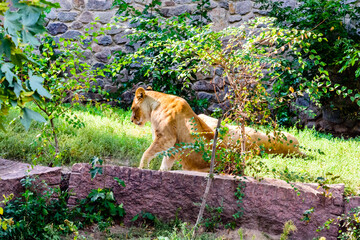 Two lionesses (Panthera leo) resting among the green vegetation