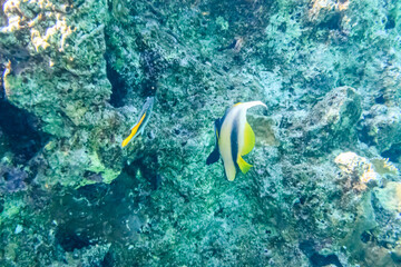Colonies of the corals and Heniochus fish at coral reef in Red sea