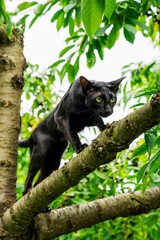 Black cat on the tree 