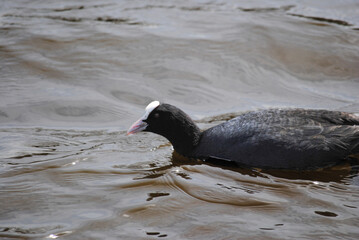 American coot  bird  swimming  in  the  river