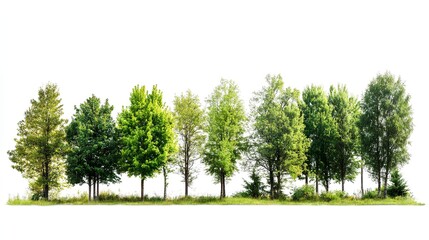 a row of trees standing in a line against a white background. The trees are of varying heights and types, with different shades of green foliage. The ground beneath them is grassy