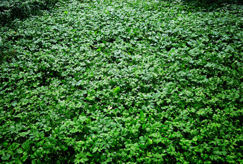 Forest green carpet of plants landscape backdrop