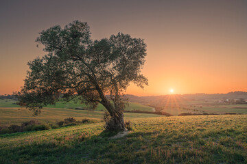 Olive tree in a field at sunset. Maremma countryside landscape. Bibbona, Tuscany Italy