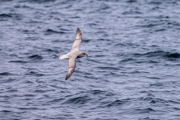 Northern Fulmar flying above the Arctic Ocean in Svalbard