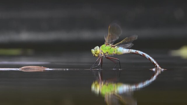 Dragonfly aeshna mixta aka migrant hawker dragonfly is laying eggs in water. Nice reflection on water surface.