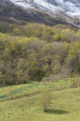 Picos de Europa (Asturias)
