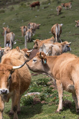 Picos de Europa (Asturias)