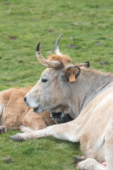 Fototapeta premium Picos de Europa (Asturias)