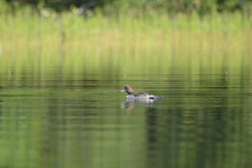 Parc Mauricie Lac Du Caribou 4 Août 2024 