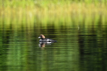 Parc Mauricie Lac Du Caribou 4 Août 2024 
