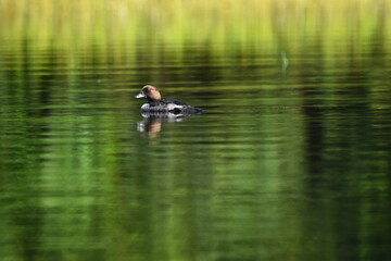 Parc Mauricie Lac Du Caribou 4 Août 2024 