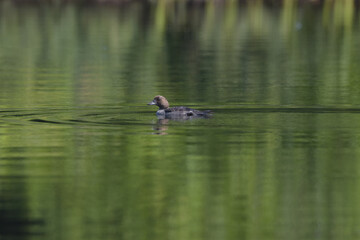 Parc Mauricie Lac Du Caribou 4 Août 2024 