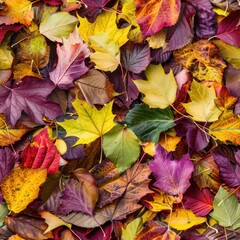 Obraz premium Vibrant Palette of Autumn: Close-up of Colorful Fall Leaves in a Pile