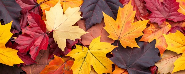 Fototapeta premium Colorful leaves in crisp autumn light, seasonal brilliance