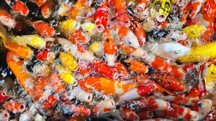 Top view plenty of colorful Koi fish or Japanese Koi carp swimming freely in the healthy pond. Fishes open mouth finding food.