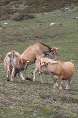 Picos de Europa (Asturias)
