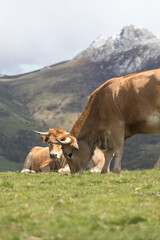 Picos de Europa (Asturias)