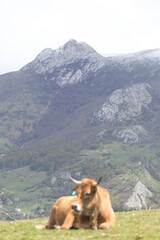 Picos de Europa (Asturias)